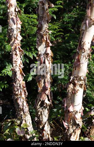 Winterkoffer von Betula nigra, auch bekannt als Schwarze, Fluss- oder Wasserbirke in einem britischen Waldgarten im Februar Stockfoto