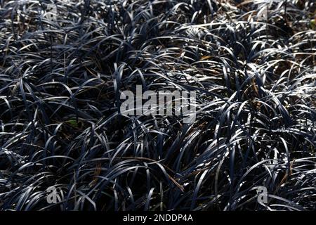 Pflanzen von schwarzem Ziergras Ophiopogon planiscapus „nigrescens“, die im Februar in einem britischen Wintergarten wachsen Stockfoto