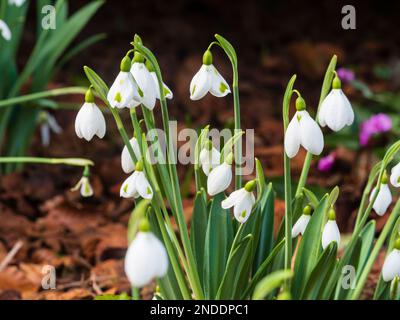 Grün markierte weiße Glockenblumen des harten Schneefalls in der Saison, Galanthus „Trimmer“ Stockfoto