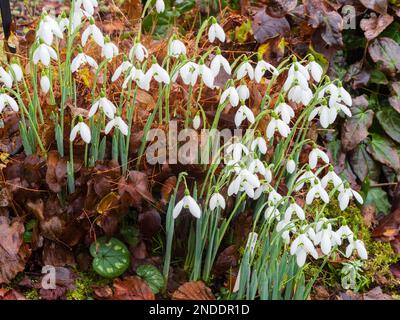 Januar Blumen des harten, früh blühenden Schneefalls, Galanthus elwesii 'Mrs McNamara' Stockfoto