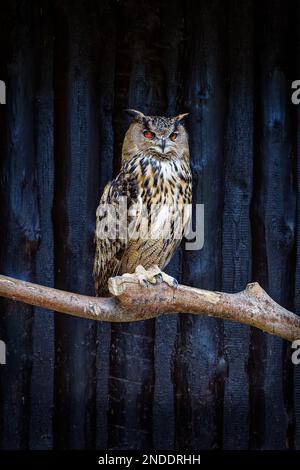 Porträt einer eurasischen Adlereule (Bubo bubo) auf einem Ast, der eine Maus (Beute) frisst. Isoliert auf dunklem Hintergrund. Noord Brabant in den Niederlanden. Stockfoto