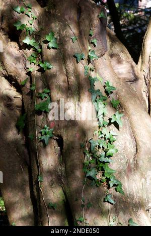 Efeu, Hedera Helix, der im Februar einen englischen Eibenbaum aufwuchs Taxus baccata UK Stockfoto