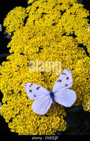 Weiße Daisy Mit Goldenen Müttern Stockfoto
