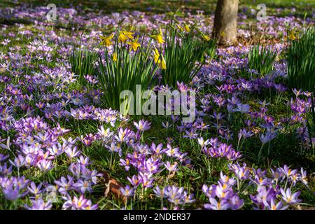 Harefield, Großbritannien. 15. Februar 2023. Es war ein schöner sonniger Tag in Harefield. Ein hübscher Teppich aus Krokussen und Narzissen vor einem Pflegeheim gab ein echtes Zeichen dafür, dass der Frühling auf dem Weg ist. Das Wetter wird sich morgen ändern, wenn Regen vorhergesagt wird. Kredit: Maureen McLean/Alamy Live News Stockfoto