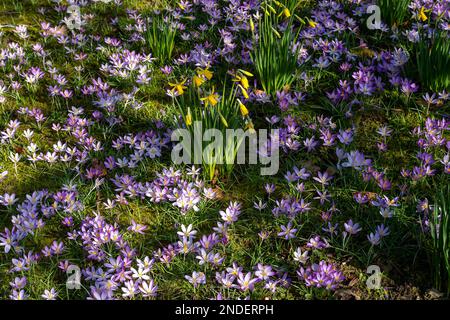 Harefield, Großbritannien. 15. Februar 2023. Es war ein schöner sonniger Tag in Harefield. Ein hübscher Teppich aus Krokussen und Narzissen vor einem Pflegeheim gab ein echtes Zeichen dafür, dass der Frühling auf dem Weg ist. Das Wetter wird sich morgen ändern, wenn Regen vorhergesagt wird. Kredit: Maureen McLean/Alamy Live News Stockfoto