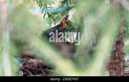 Baby-Amsel ist gerade im Nest geboren. Stockfoto