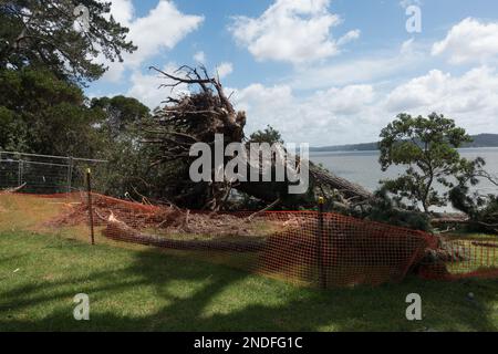 Nach dem Tropensturm Cyclone Gabrielle sind die Wurzeln eines großen Baumes zu sehen, wo der Baum entwurzelt ist. Orangefarbene Sicherheitszäune sind um ihn herum angebracht. Stockfoto