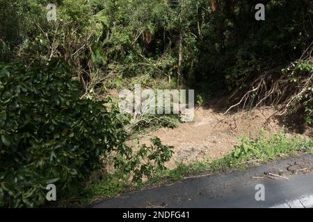 Nach dem tropischen Sturm Cyclone Gabrielle, eine Rutsche, die einen Krater erschaffen hat, wo einst Land war. Der Rand am Straßenrand kann als abgerissen gesehen werden. Stockfoto