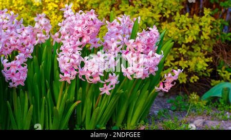 Im Frühling blühen im Garten rosa Hyazinthen. Hüttengärten. Stockfoto