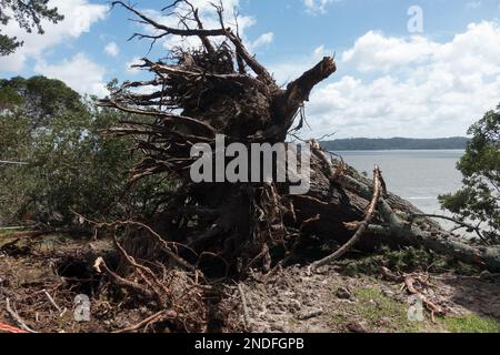 Nach dem tropischen Sturm kann man die Wurzeln eines großen Baumes auf dem Zyklon Gabrielle sehen, wo der Wind ihn umgeweht hat. Stockfoto