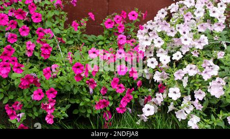 Weiße und karmesinrote Petunien im Garten vor dem Hintergrund der Wand. Gartendekoration, Nahaufnahme. Hüttengärten. Stockfoto