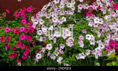 Weiße und karmesinrote Petunien im Garten vor dem Hintergrund der Wand. Gartendekoration, Nahaufnahme. Hüttengärten. Stockfoto