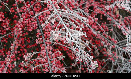 Ein großer Busch mit roten Beeren ist mit Frost bedeckt. Morgenfrost im Spätherbst. Heller Hintergrund. Hüttengärten Stockfoto