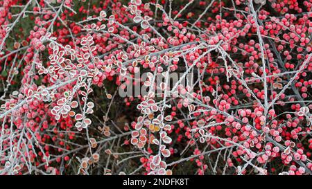 Ein großer Busch mit roten Beeren ist mit Frost bedeckt. Morgenfrost im Spätherbst. Heller Hintergrund. Hüttengärten. Stockfoto