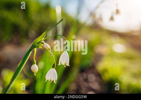 Weiße Sommer Schneeflockenblumen Leucojum Aestivum mit grünen Flecken wächst im Frühlingsgarten bei Sonnenuntergang. Blühende glockenförmige Blumen. Schließen Stockfoto