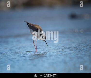 Schwarzhalspfähle (Himantopus mexicanus) waten entlang des Glendale Narrows Teils des Flusses Los Angeles. Stockfoto