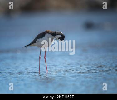 Schwarzhalspfähle (Himantopus mexicanus) waten entlang des Glendale Narrows Teils des Flusses Los Angeles. Stockfoto