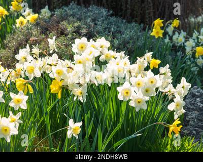 Ansammlungen weißer und gelber Narzissen (Narzisse) am Gartenrand Stockfoto