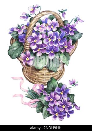 Blumen- Veilchen im Korb & Pose 0n weiß Stockfoto