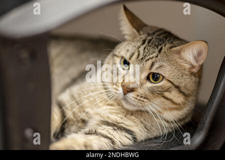 Eine hübsche gestreifte Katze, die auf einem schwarzen Drehstuhl liegt Stockfoto