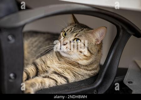 Eine süße, gestreifte Katze, die halb in einem schwarzen Drehstuhl ruht Stockfoto