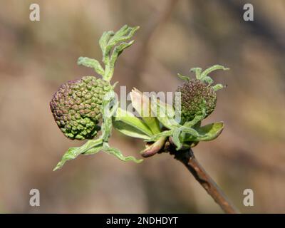 Sambucus-Racemosa-Knospen im Frühling Stockfoto