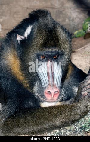 mandrill, 3/4-Ansicht, vertikal Stockfoto