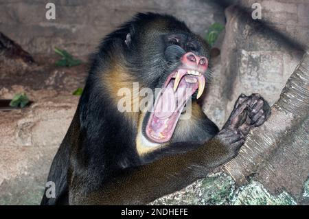 Mandrill, mittlerer Schuss mit aggressivem Verhalten, offener Mund mit Zähnen Stockfoto