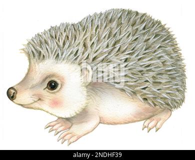 Igel auf weißem Hintergrund Stockfoto