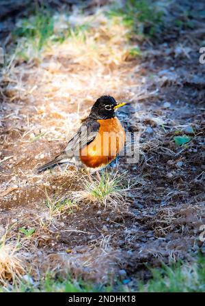 Ein vertikales Bild eines süßen amerikanischen Roten Robin, der im Gras sitzt Stockfoto
