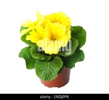 Wunderschöne primelpflanze (Primrose) mit gelben Blüten auf weiß isoliert. Frühlingsblüte Stockfoto