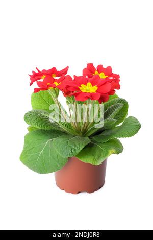 Wunderschöne primelpflanze (Primrose) mit roten Blüten isoliert auf Weiß. Frühlingsblüte Stockfoto