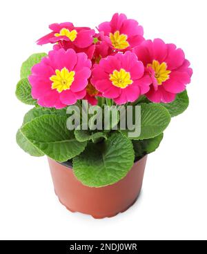 Wunderschöne primelpflanze (Primrose) mit rosa Blumen isoliert auf Weiß. Frühlingsblüte Stockfoto