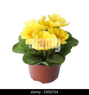 Wunderschöne primelpflanze (Primrose) mit gelben Blüten auf weiß isoliert. Frühlingsblüte Stockfoto