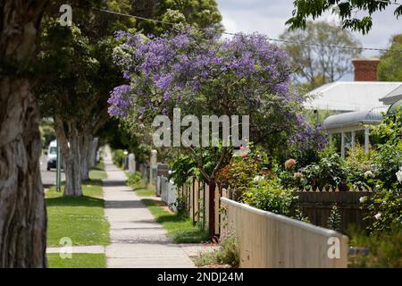 Jacaranda-Baum in voller Blüte in einer von Bäumen gesäumten Straße in Paynesville, Victoria, Australien. Stockfoto