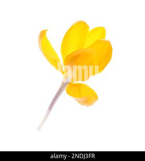Wunderschöne gelbe Krokusblume, isoliert auf Weiß Stockfoto