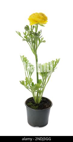 Wunderschöne gelbe Ranunculus-Blume im Topf auf weißem Hintergrund Stockfoto