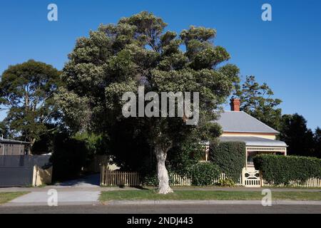 Melaleuca alternifolia Tree ist eine bekannte australische Pflanzenart, Paynesville, Victoria, Australien. Stockfoto