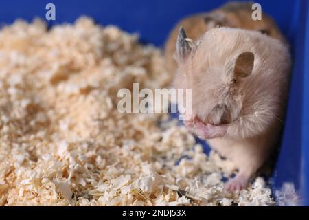 Süße, flauschige Hamster im Käfig. Platz für Text Stockfoto