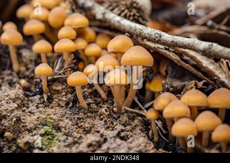 Eine Pilzgruppe nach einem Wintersturm am Mt. Madonna County Park CA Stockfoto