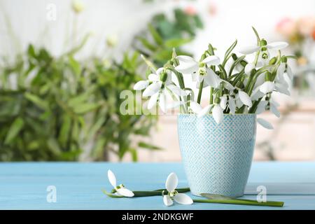 Wunderschöne Schneeglöckchen im Becher auf türkisfarbenem Holztisch. Platz für Text Stockfoto