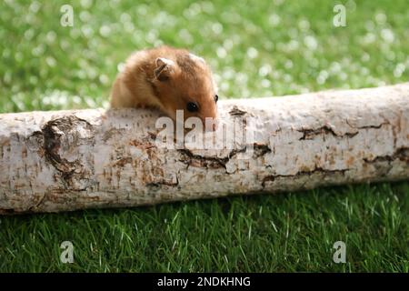 Süßer kleiner Hamster im Freien an sonnigen Tagen Stockfoto