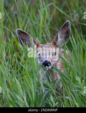 Das Maultierfawn im Inglewood Bird Sanctuary in Calgary, Alberta, Kanada, blickt durch hohes Gras. (Odocoileus hemionus) Stockfoto