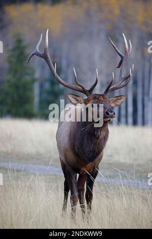 Bullenschweine fressen Gras auf einer Lichtung im Jasper National Park, Alberta, Kanada. Cervus canadensis Stockfoto