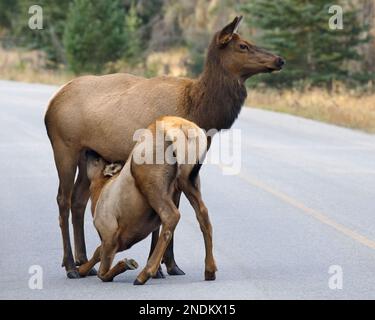 Mutter Elch, die ihr großes Kalb auf einer Straße im Jasper National Park, Alberta, Kanada, stillt. Cervus canadensis Stockfoto