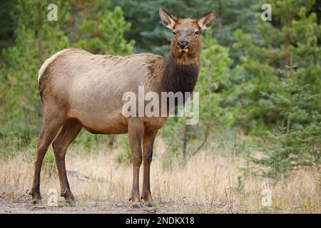 Wapitihirsche im Wald, Jasper National Park, Alberta, Kanada. Cervus canadensis Stockfoto