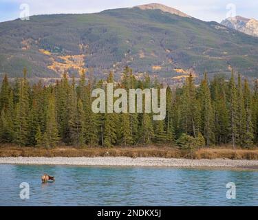 Wapitihirsche, die Wasser aus dem Athabasca River in den Rocky Mountains des Jasper National Park, Alberta, Kanada, trinken. Cervus canadensis Stockfoto