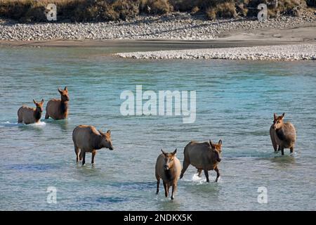 Wapitis-Herde mit sechs weiblichen Tieren, die den Athabasca River im Jasper National Park, Alberta, Kanada, überqueren. Cervus canadensis Stockfoto