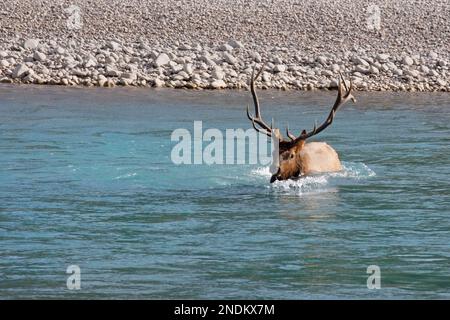 Im Jasper National Park, Alberta, Kanada, schwimmen Elefanten mit einem Geweih durch tiefes Wasser und überqueren dabei den Athabasca River. Cervus canadensis Stockfoto