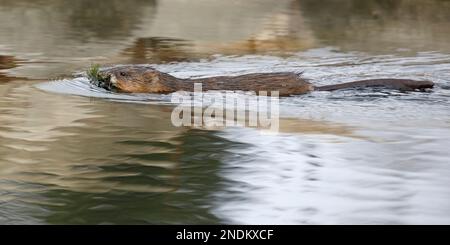 Bisamratte mit einem Maul voller Wasserpflanzen, die durch das Teichwasser im Elliston Park, Calgary, Alberta, Kanada schwimmen (Ondatra zibethicus) Stockfoto